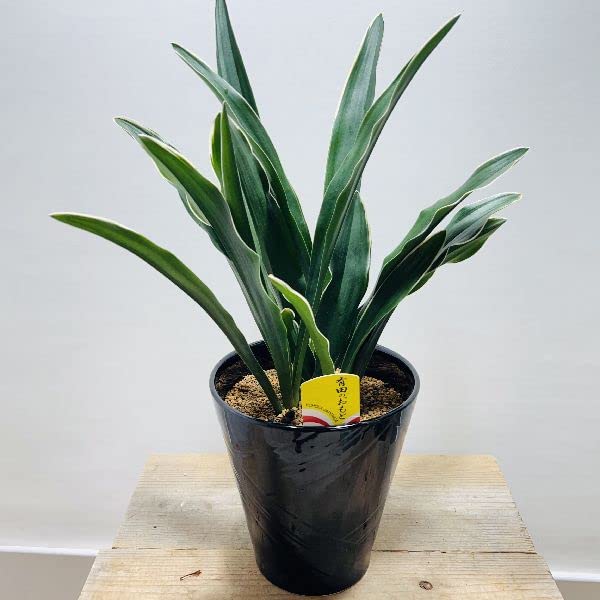 Amazon.co.jp: 厄除け 観葉植物：オモト 万年青*ブラック 陶器鉢